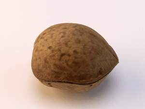 walnut 3D Model