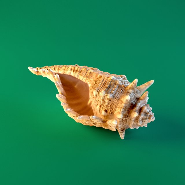 seashell Model 3D .c4d .max .obj .3ds .fbx .stl .blend 