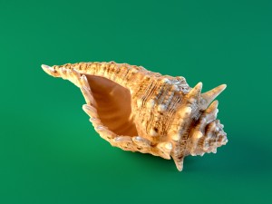 seashell 3D मॉडल