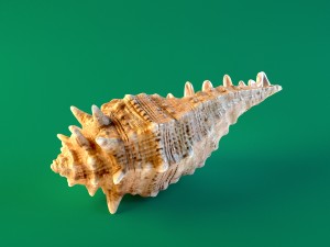 seashell Model 3D