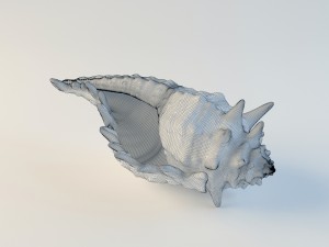 seashell Model 3D