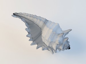 seashell Model 3D