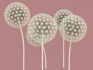 dandelion street decoration Modello 3D