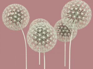 dandelion street decoration Modello 3D