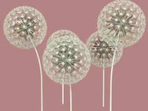 dandelion street decoration 3D Model