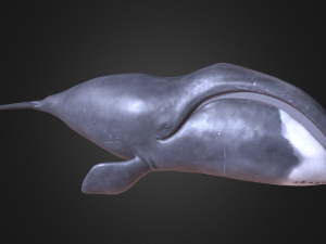Bowhead whale 3D Model