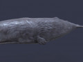 Whale model pack 3D Model