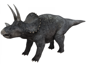 triceratops 3D Model