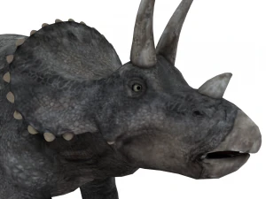 triceratops 3D Model