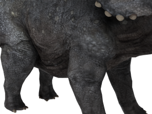 triceratops 3D Model