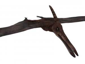 pterozorlar 3D Model