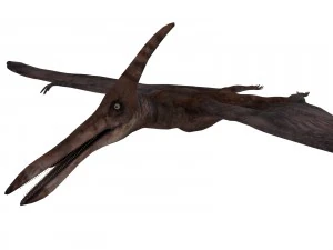 pterozorlar 3D Model