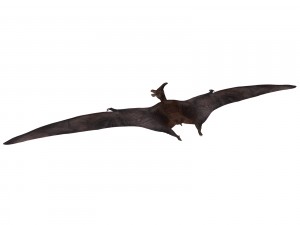 pterosaurs 3D Model