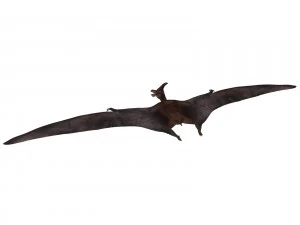 pterozorlar 3D Model