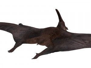 pterosaurs 3D Model
