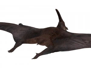pterozorlar 3D Model