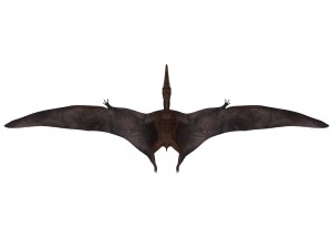 pterosaurs 3D Model