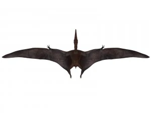 pterozorlar 3D Model