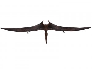 pterosaurs 3D Model
