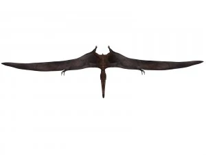 pterozorlar 3D Model