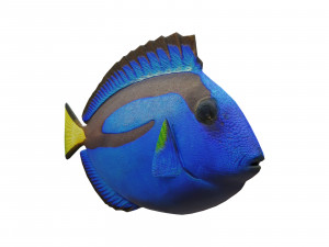 blue tang 3D मॉडल