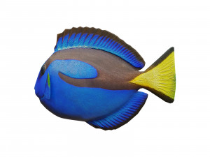 blue tang 3D मॉडल