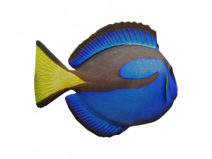 blue tang 3D मॉडल