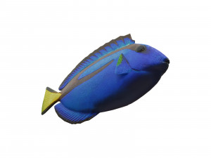 blue tang 3D मॉडल