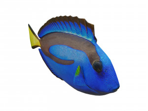 blue tang 3D मॉडल