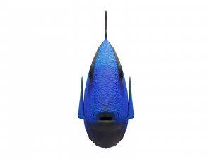 blue tang 3D मॉडल