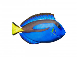 blue tang 3D मॉडल