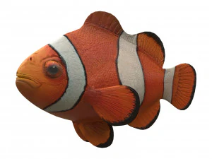 clown fish 3D Model