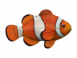 clown fish 3D Модель