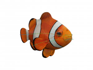clown fish 3D Model