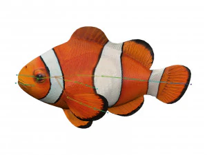 clown fish 3D Model
