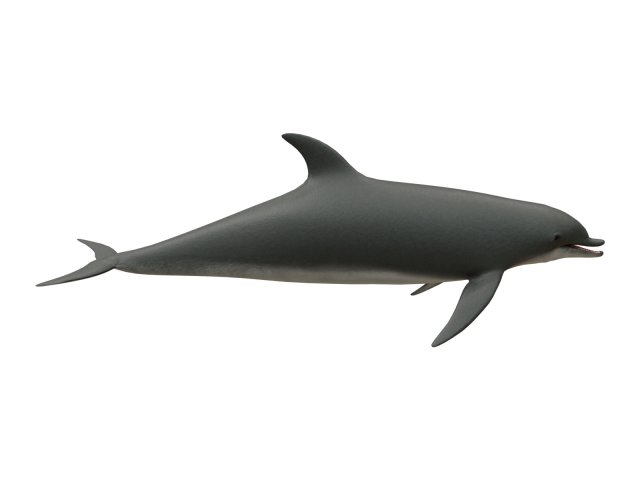 dolphin 3Dモデル .c4d .max .obj .3ds .fbx .stl .blend 