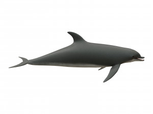 dolphin 3D मॉडल