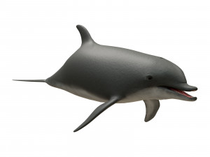 dolphin 3Dモデル