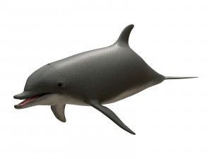 dolphin 3Dモデル