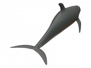 dolphin 3Dモデル