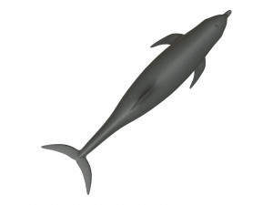 dolphin 3Dモデル