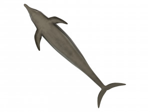 dolphin 3Dモデル