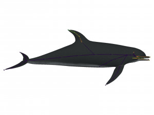 dolphin 3Dモデル