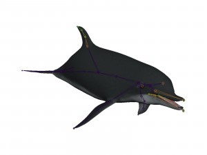 dolphin 3Dモデル