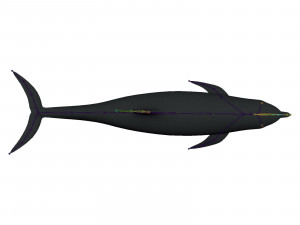 dolphin 3Dモデル