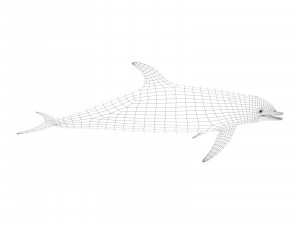 dolphin 3Dモデル