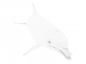 dolphin 3Dモデル