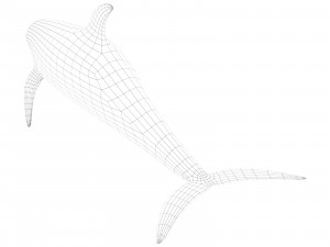 dolphin 3Dモデル