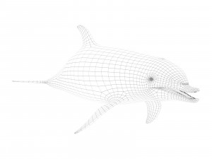 dolphin 3Dモデル