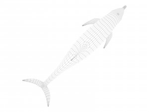 dolphin 3Dモデル